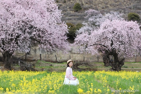 桃花節(jié)去西藏報旅游團多少錢